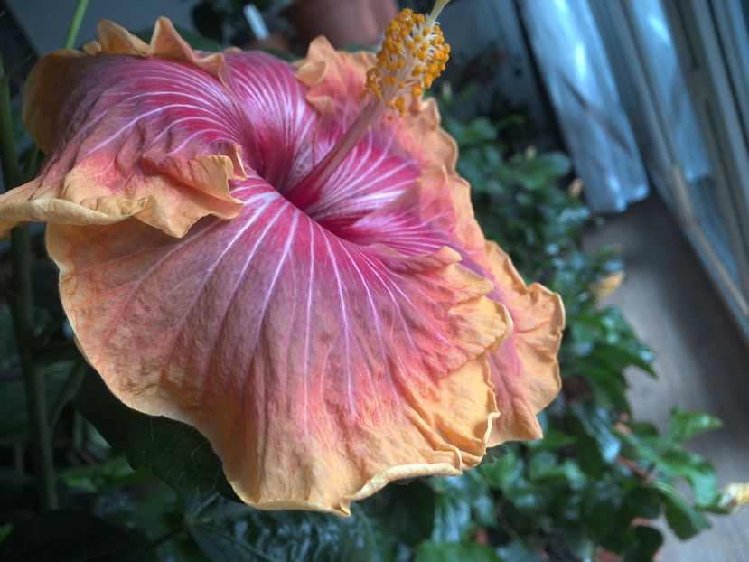 Jolanda Gommer - 0Hibiscus in colectie infloriti