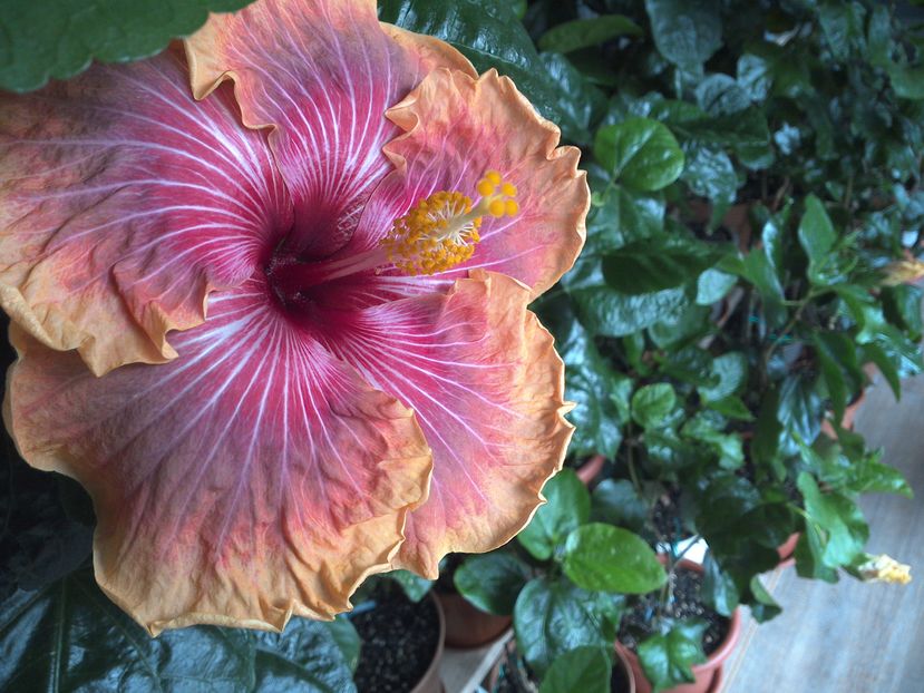 Jolanda Gommer - 0Hibiscus in colectie infloriti