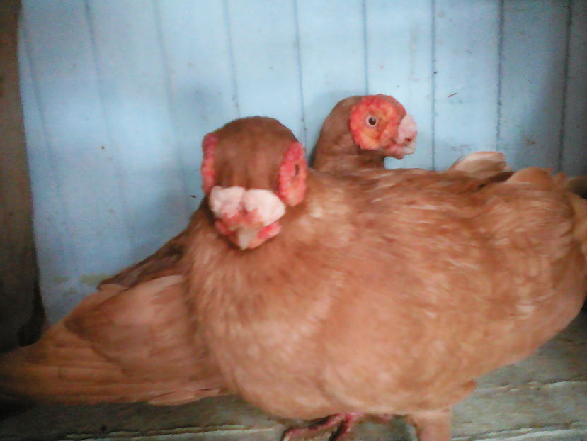  - B E R B E R I  ---    BARBS  PIGEONS