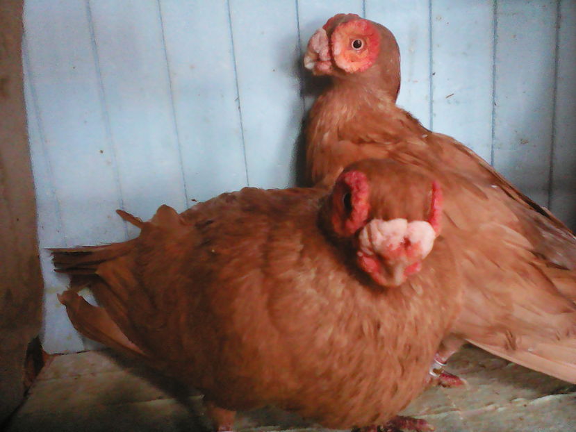  - B E R B E R I  ---    BARBS  PIGEONS