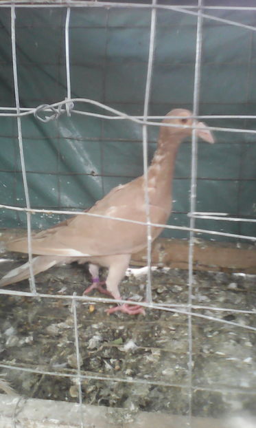  - Tineret 2016 DE VANZARE