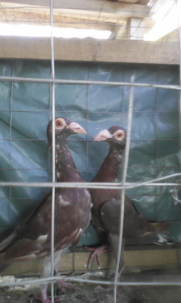 M ROSII 2016 70 BUCATA vanduti