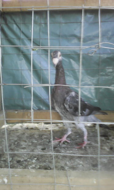 F SOLZATA 2016 60 LEI