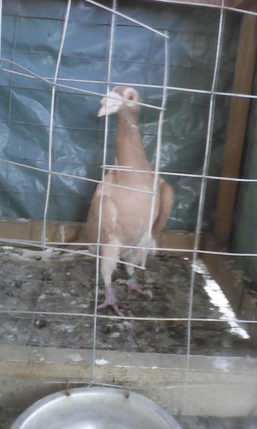 F 2013  250 LEI vanduta