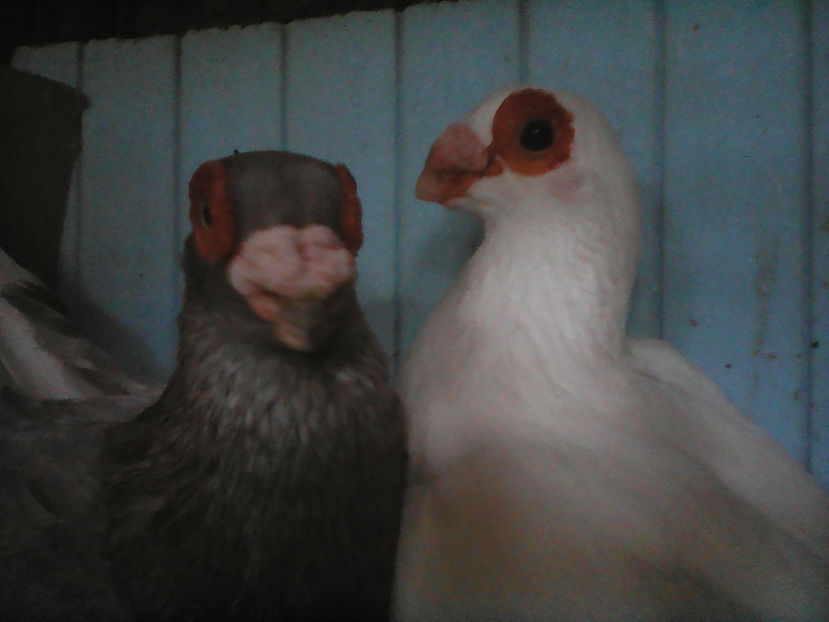  - B E R B E R I  ---    BARBS  PIGEONS