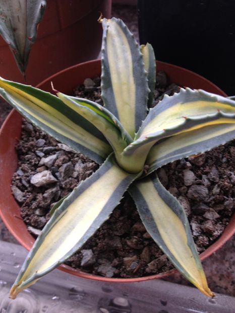 Aurea striata - Colectia mea de agave