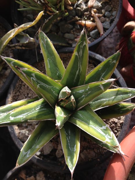 image - Colectia mea de agave