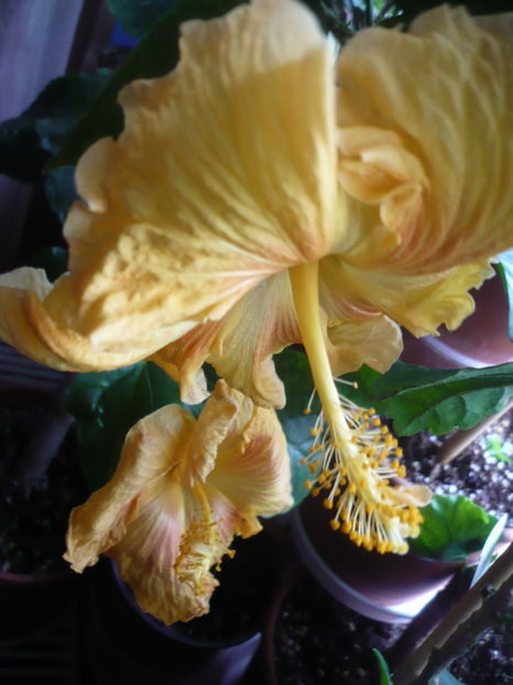 P1300717 - HIBISCUSI 2016-7