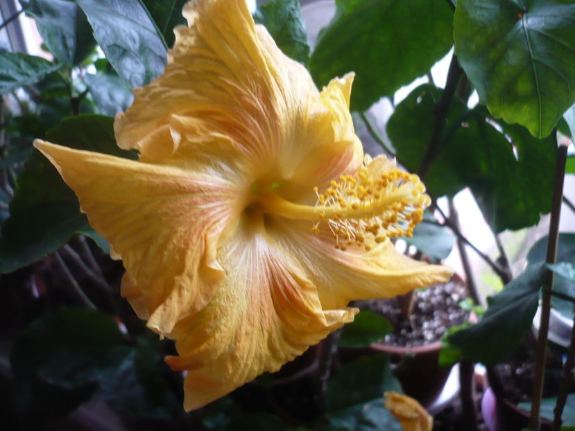 P1300721 - HIBISCUSI 2016-7