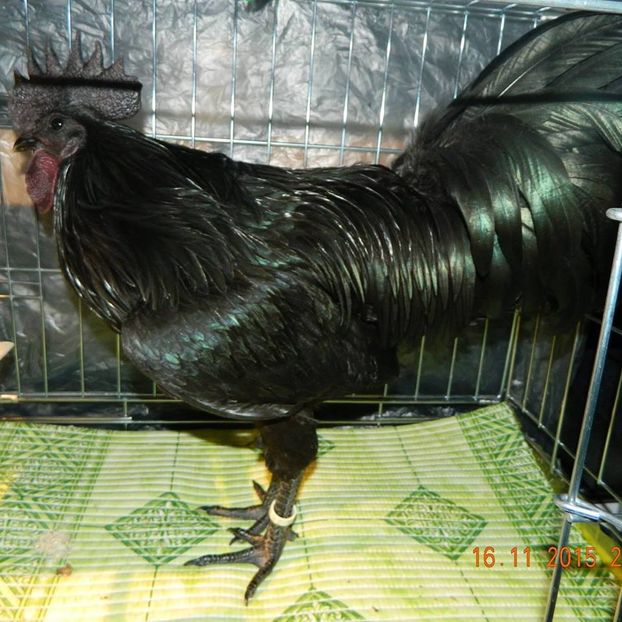 Demon_la_sosire - Ayam Cemani