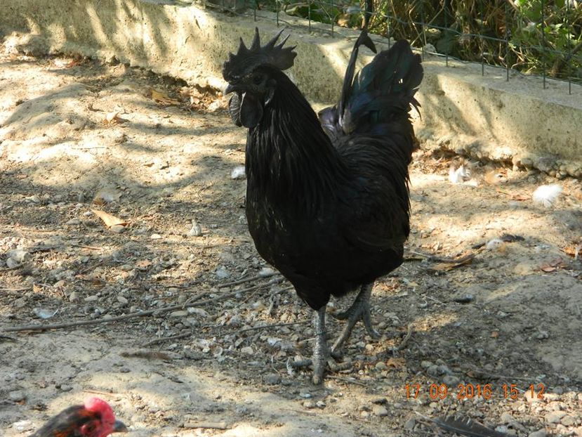 Hades - Ayam Cemani