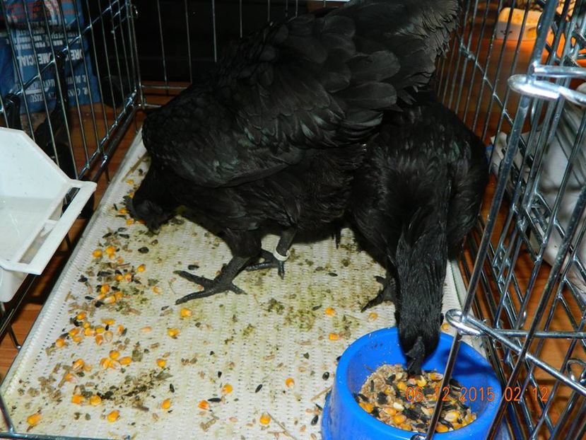 Rhianna_si_Byonce_la_sosire - Ayam Cemani