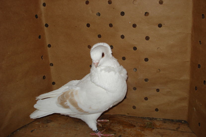 521-2016 m botosani; p2 20 iunie
