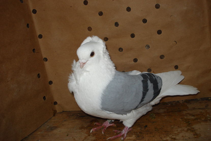 532 -2016 matca botosani; p5
