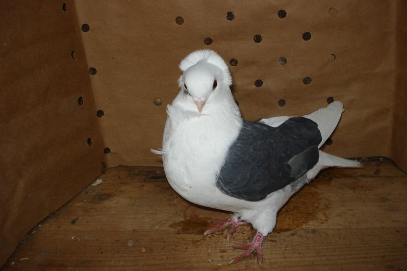 534-2016 f hoteni mm; p6
