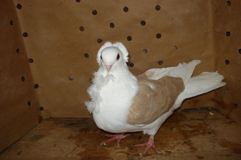 15-519 f? matca; p8 de tinut posibil doi bunici galbeni ambii parinti rosii
