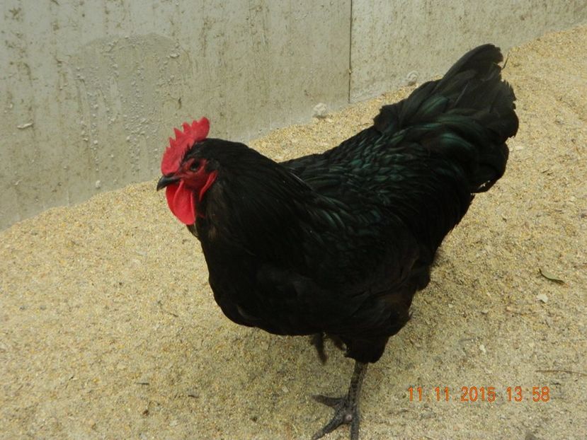 Australorp negru cocos tanar - De prin curte adunate