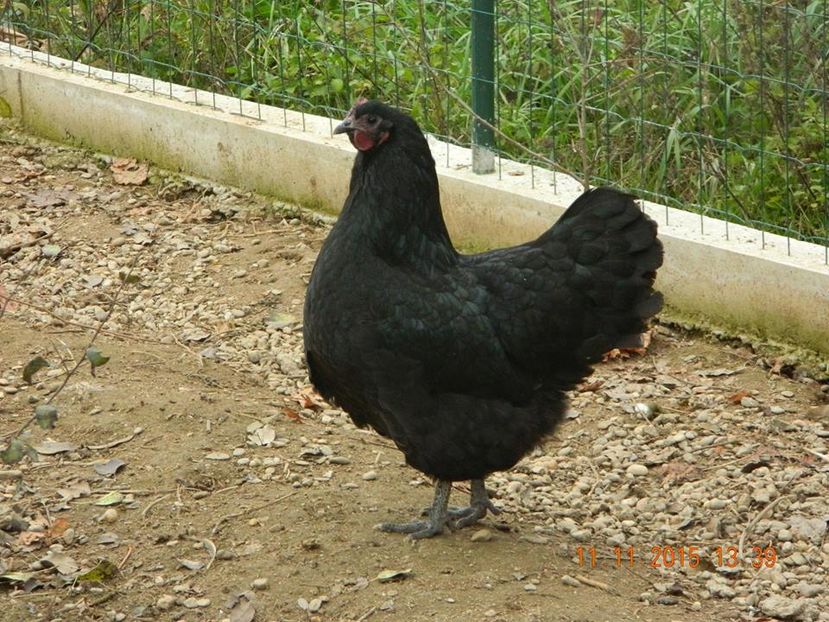 Australorp negru gaina - De prin curte adunate