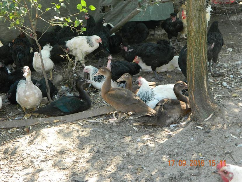 Lesesti ciocolatii si negre - De prin curte adunate