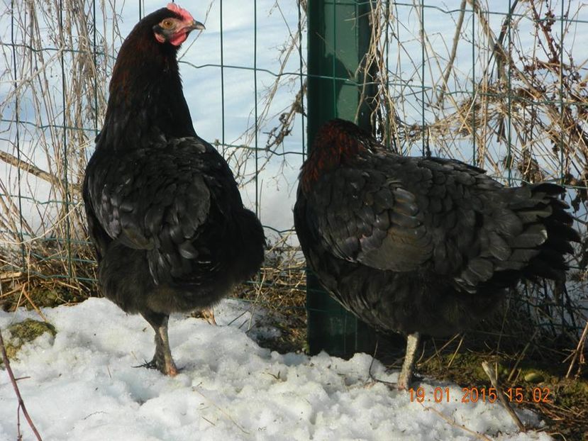 Marans negru-aramiu gaini