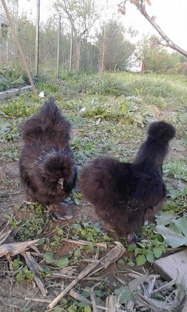 Matase japoneza neagra tineret