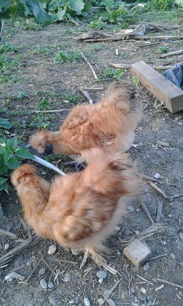 Matase japoneza orange_portocaliu