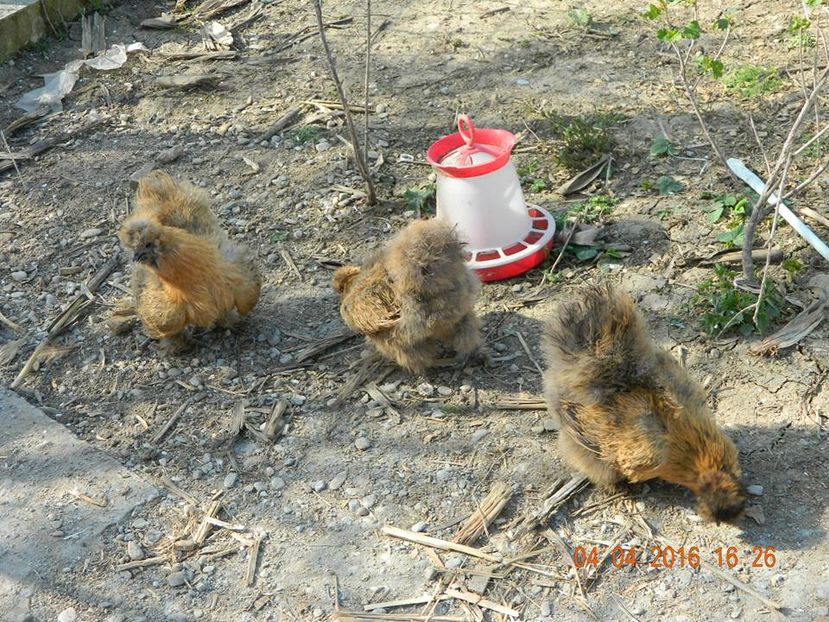 Matase japoneza potarnichiu_ciocolatiu