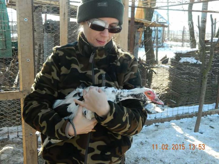 Rata Leseasca obisnuita