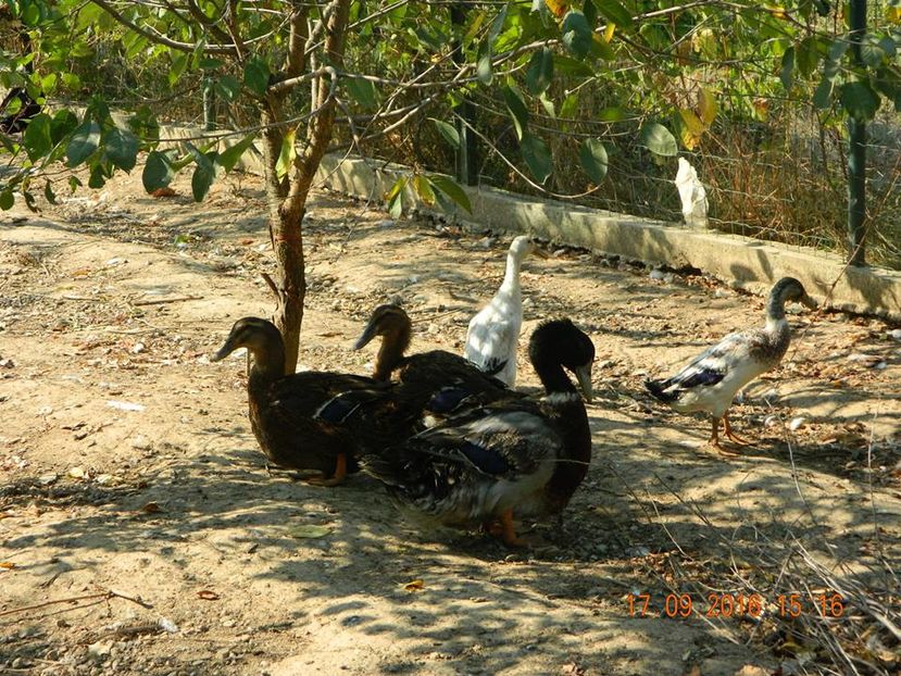 Ratoi si rate de Rouen