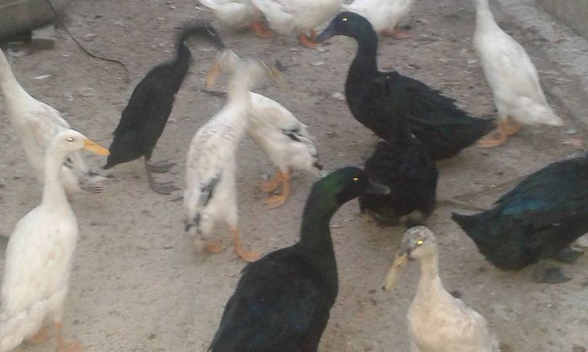 Tineret de Cayuga si Alergatoare indiene