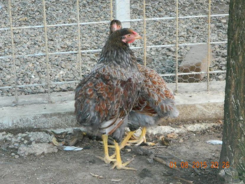 Wyandotte albastru-auriu tineret