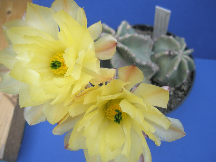 Echinocereus inermis v. inermis - 24.06 ( plants from 2006 )