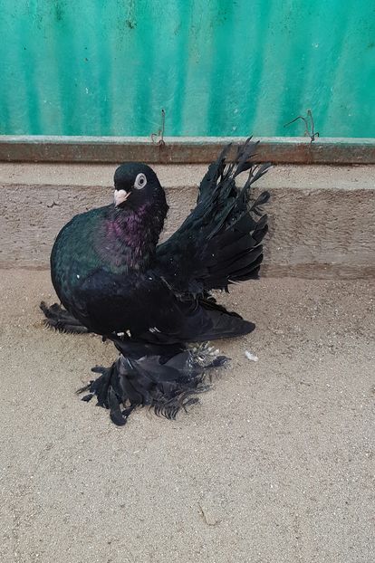 Femela2016.Dnu.VADUVEANU.Loc.LIICENI.Jud.OLT - 8___-PERSOANE CU CARE AM COLABORAT- VANZARI