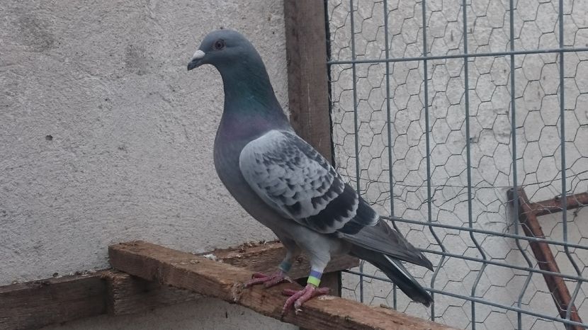  - Porumbei