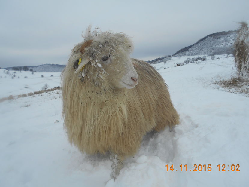 Picture 163 - Mielute 2015-2016-2017