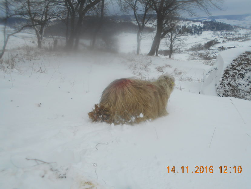 Picture 165 - Mielute 2015-2016-2017