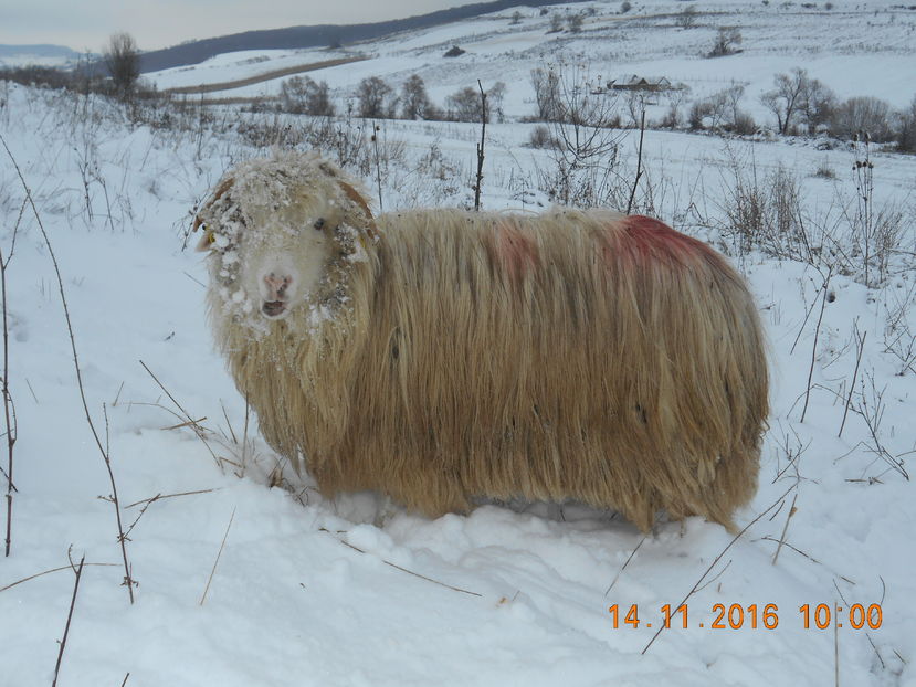 Picture 020 - Mielute 2015-2016-2017