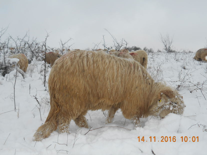 Picture 025 - Mielute 2015-2016-2017