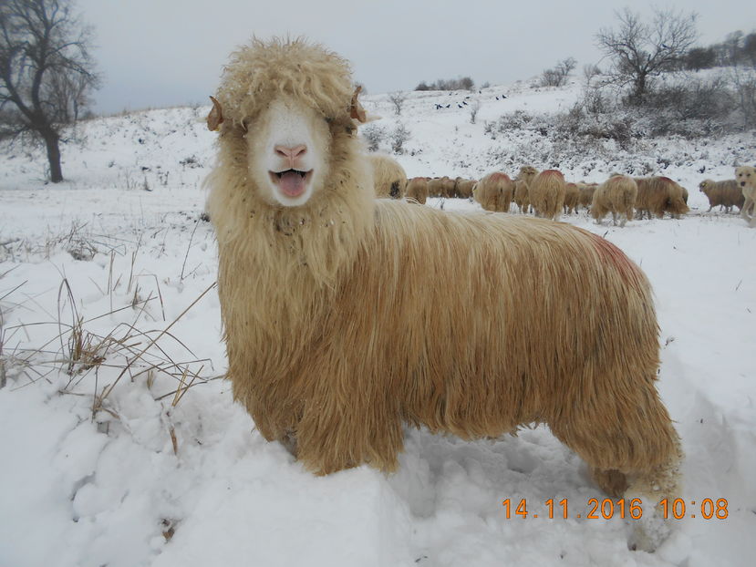 Picture 030 - Mielute 2015-2016-2017