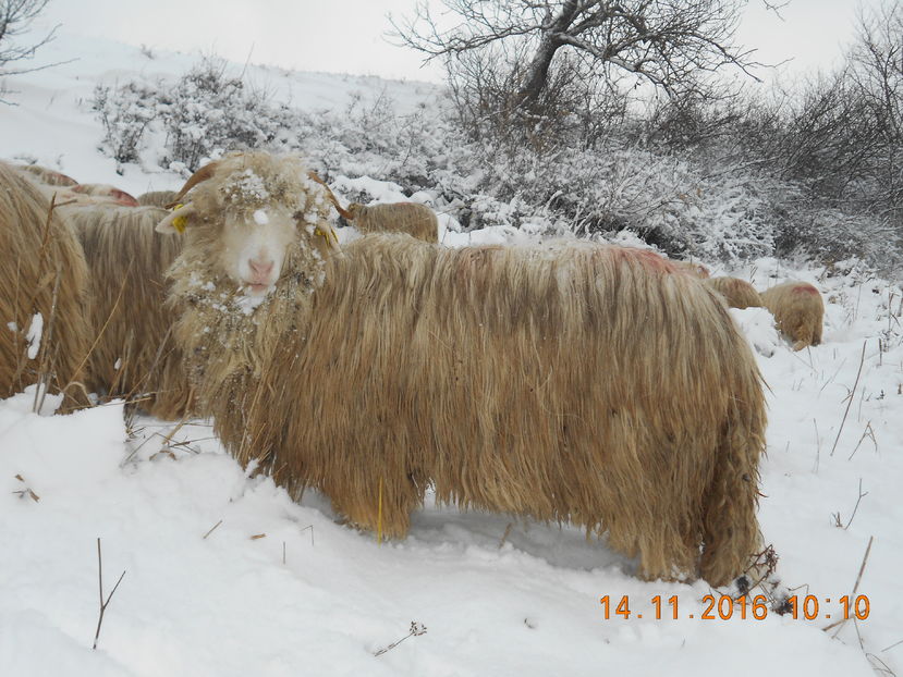 Picture 037 - Mielute 2015-2016-2017