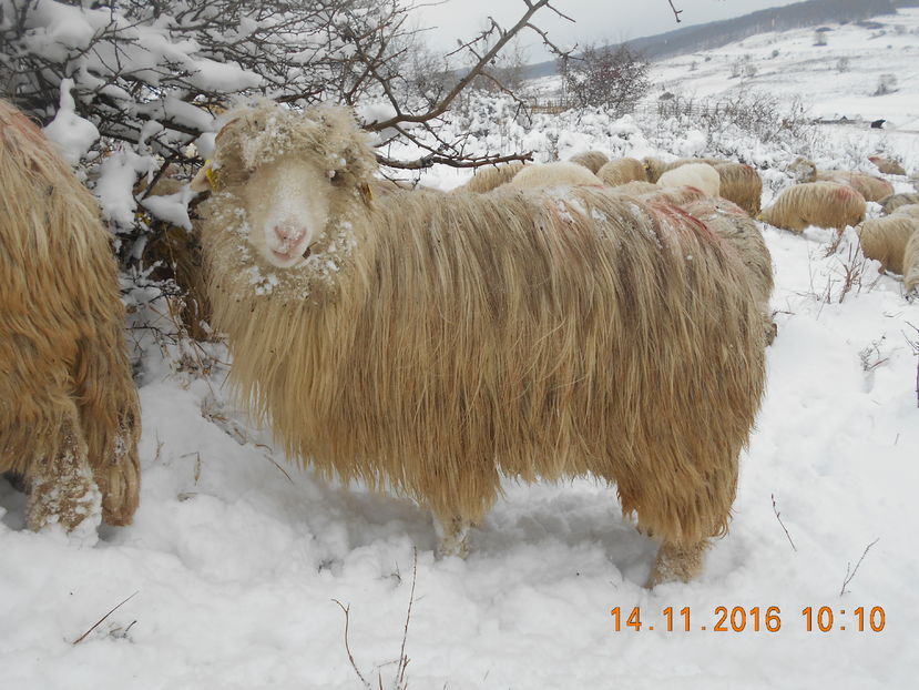 Picture 038 - Mielute 2015-2016-2017