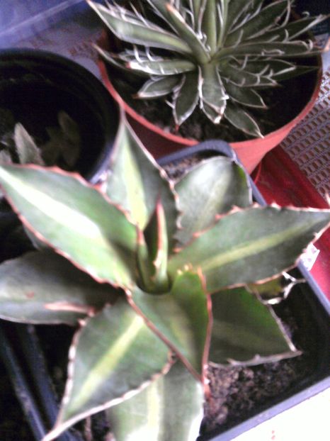 a.splendida-pierduta