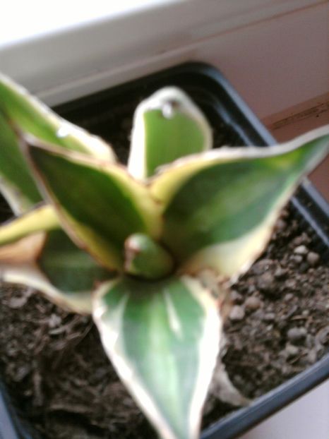 A. marginata-pierduta