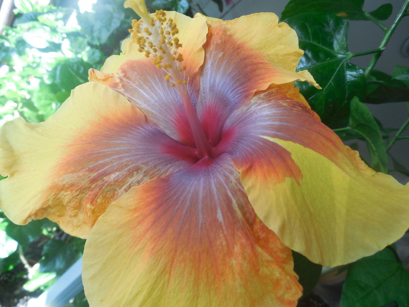 Moorea Vaireva - 0Hibiscus in colectie infloriti
