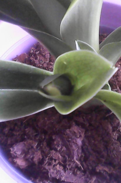  - florile mele dragi