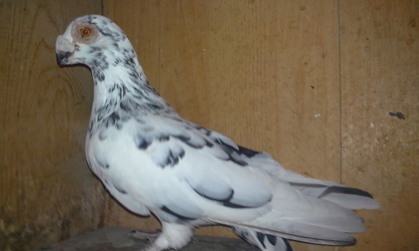  - tineret 2012