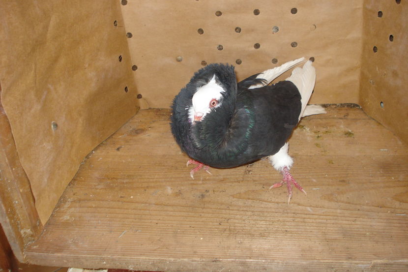 F165 mascul TM; pui p4 cap
