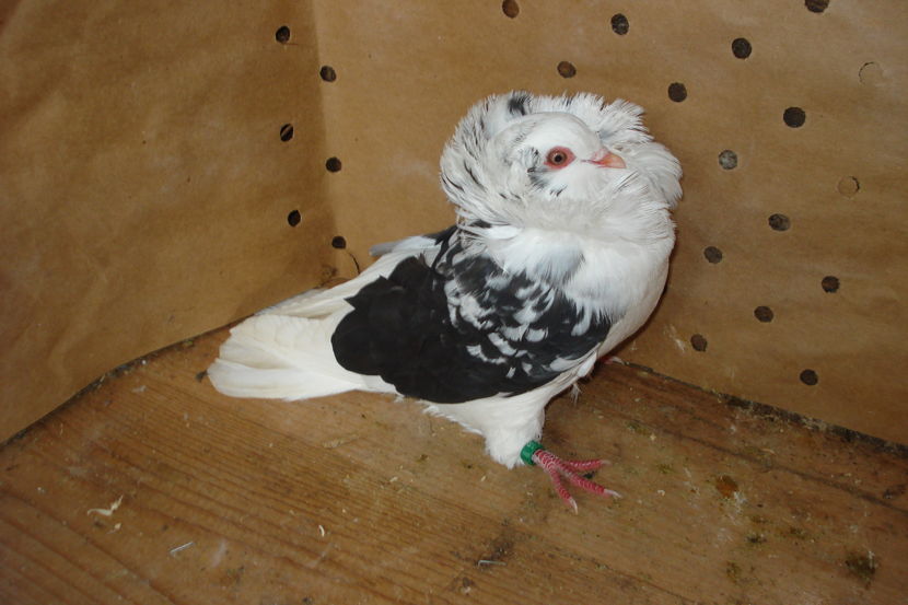 inel 2013 pui 2016 TM; pui p4 cap
