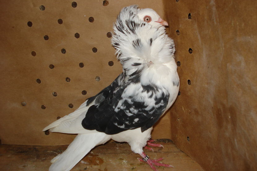 7324 2016 TM; pui cap 4
