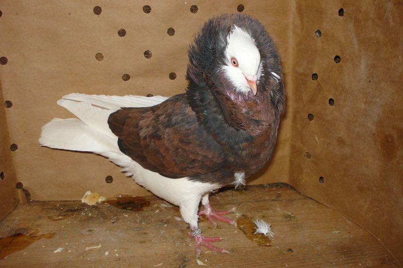 F 170 2014 TM; pui p1 cap
